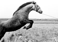 20x24"- Jumping Horse, County Sligo, Ireland - Silver Gelatin Print