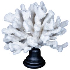 Catspaw Coral Mounted, Extra Large