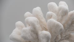 Catspaw Coral Mounted