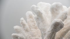 Catspaw Coral Mounted