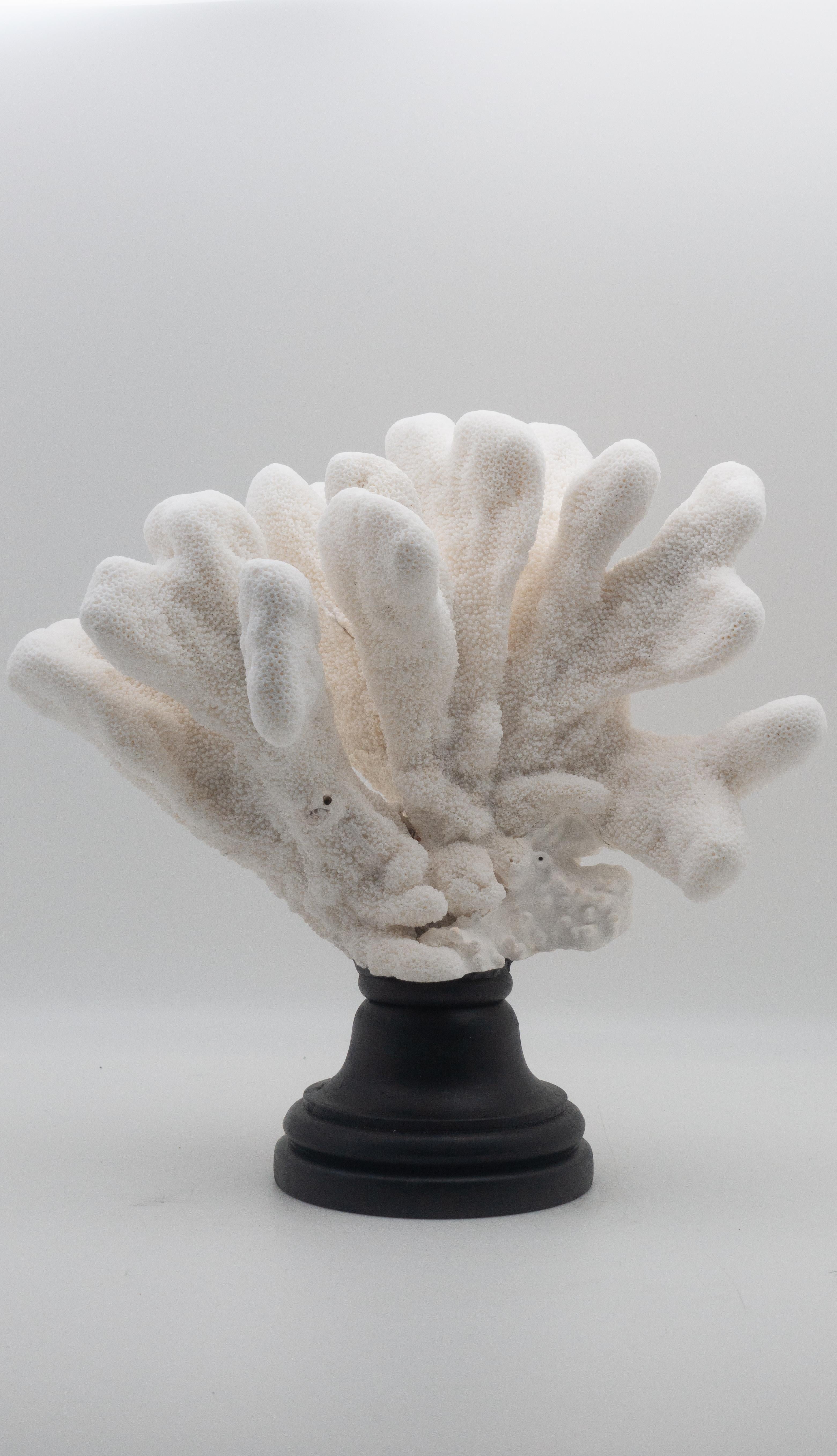 Organic Modern Catspaw Coral Mounted