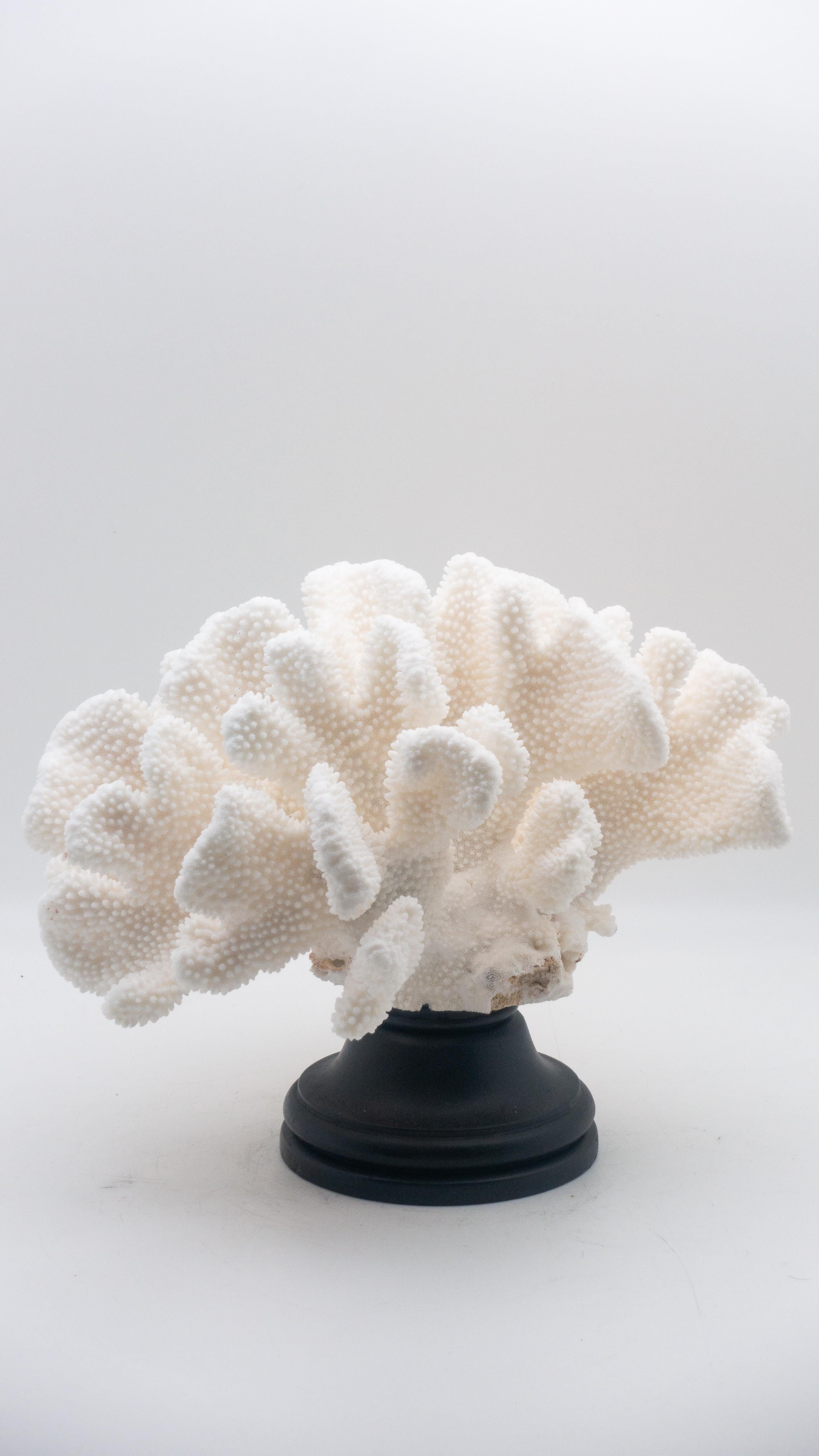 Organic Modern Catspaw Coral Mounted