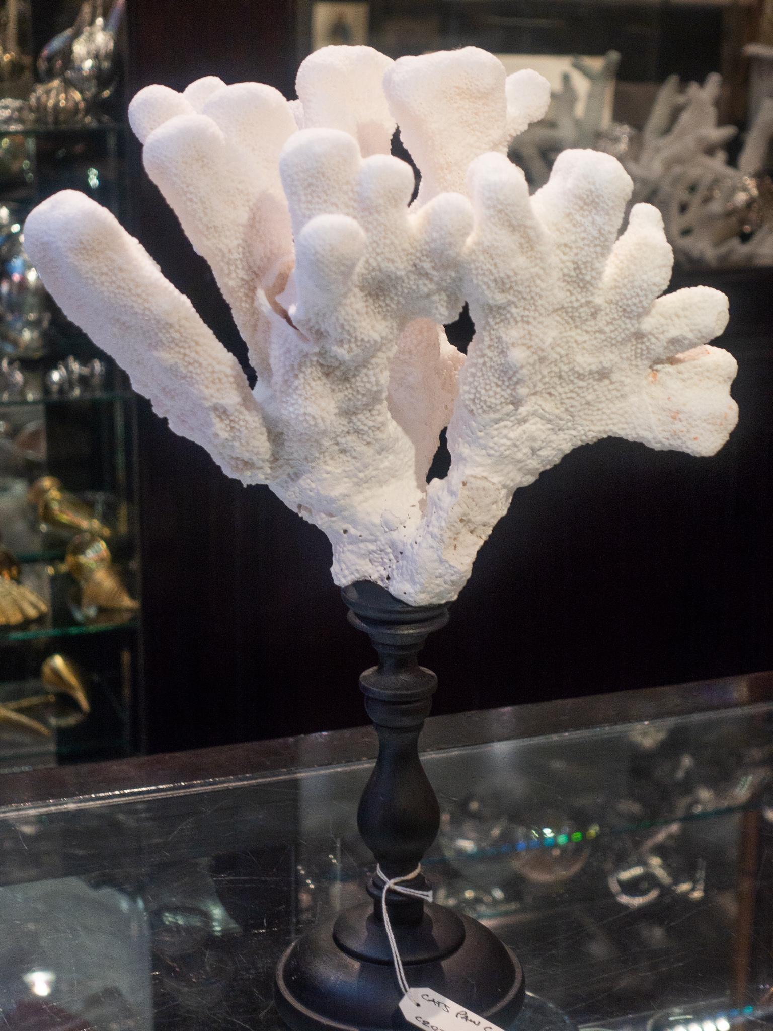Catspaw Coral Mounted In Excellent Condition In New York, NY