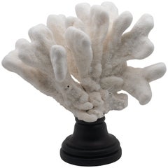 Catspaw Coral Mounted Catspaw Coral Mounted