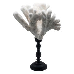 Catspaw Coral Mounted Catspaw Coral Mounted