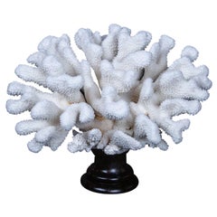 Catspaw Coral Mounted, Large