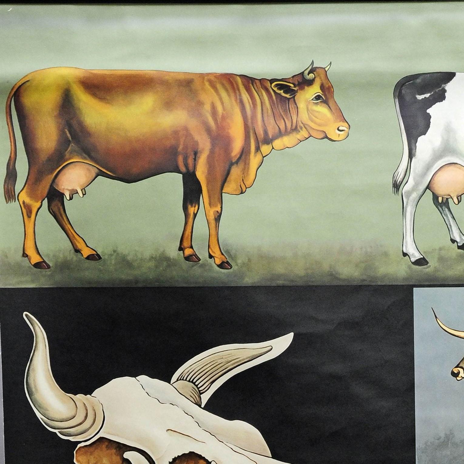Le comycore Jung Koch Quentell illustre l'anatomie du bovin domestique européen. Utilisé comme matériel pédagogique dans les écoles allemandes. Impression colorée sur papier renforcé par de la toile. Publié par Hagemann, Duesseldorf.
Mesures