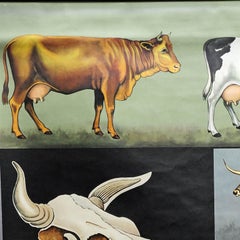 Cattle Cow Anatomy Jung Koch Quentell Art Print Vintage Mural Wall Chart Poster