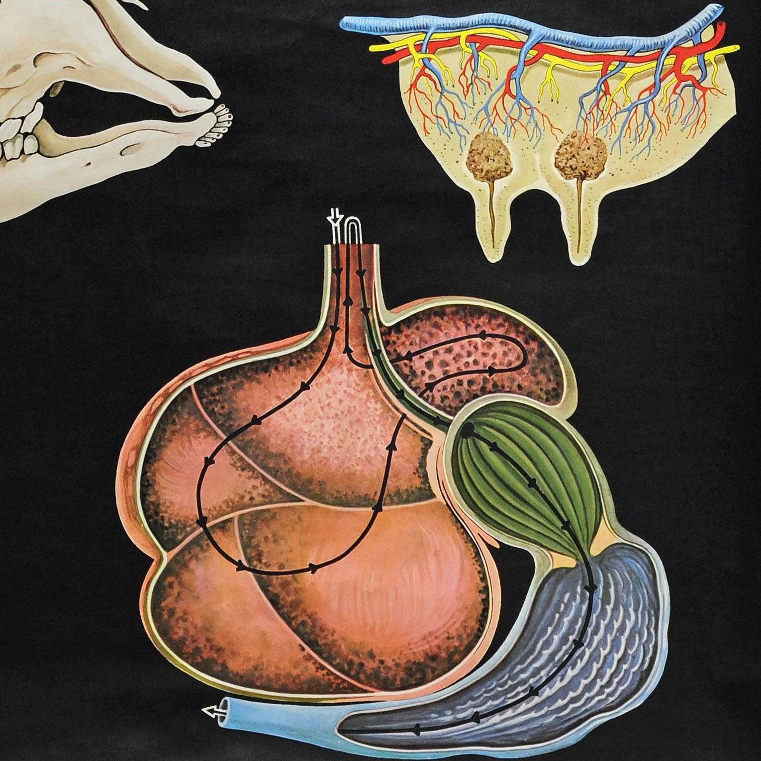 Junge Kühe Anatomie Jung Koch Quentell Kunstdruck Vintage Wandtafel-Poster im Zustand „Gut“ im Angebot in Berghuelen, DE