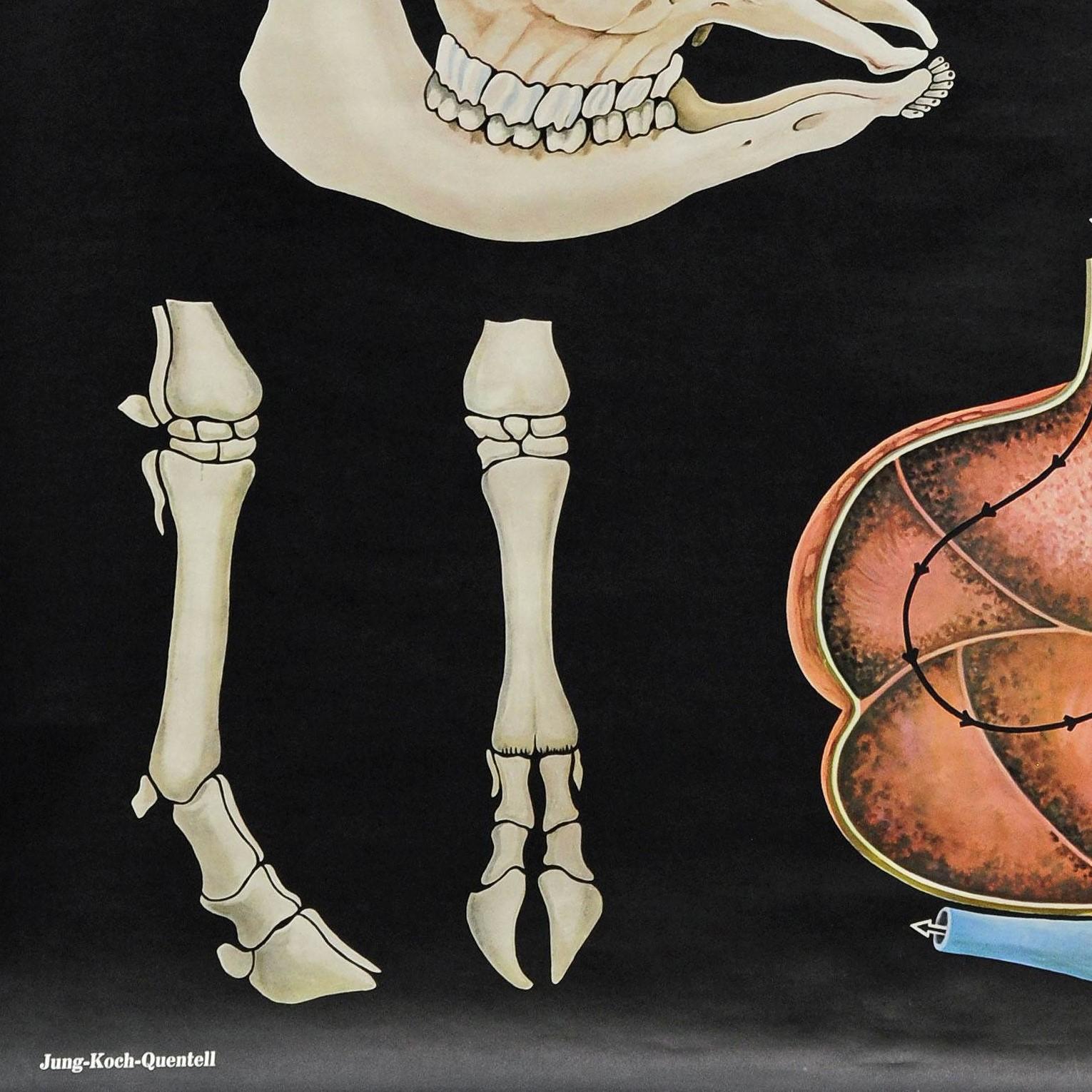 Junge Kühe Anatomie Jung Koch Quentell Kunstdruck Vintage Wandtafel-Poster (20. Jahrhundert) im Angebot
