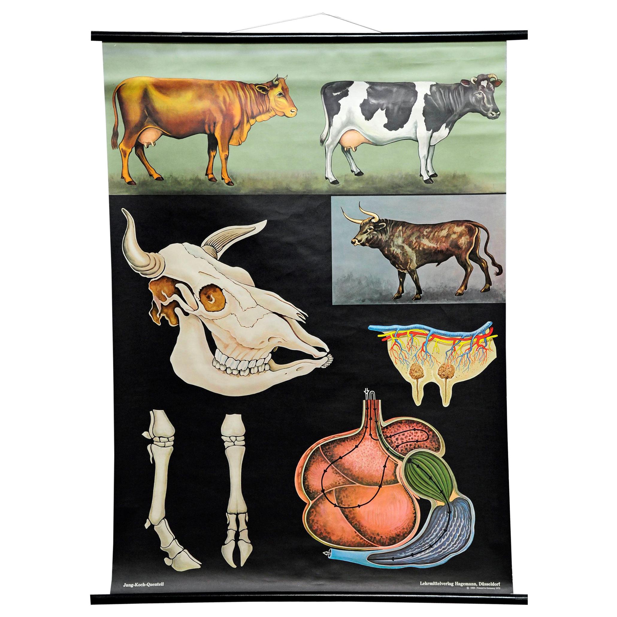Affiche murale d'une ancienne impression d'art murale Jung Koch Quentell « Cattle Cow Anatomy »
