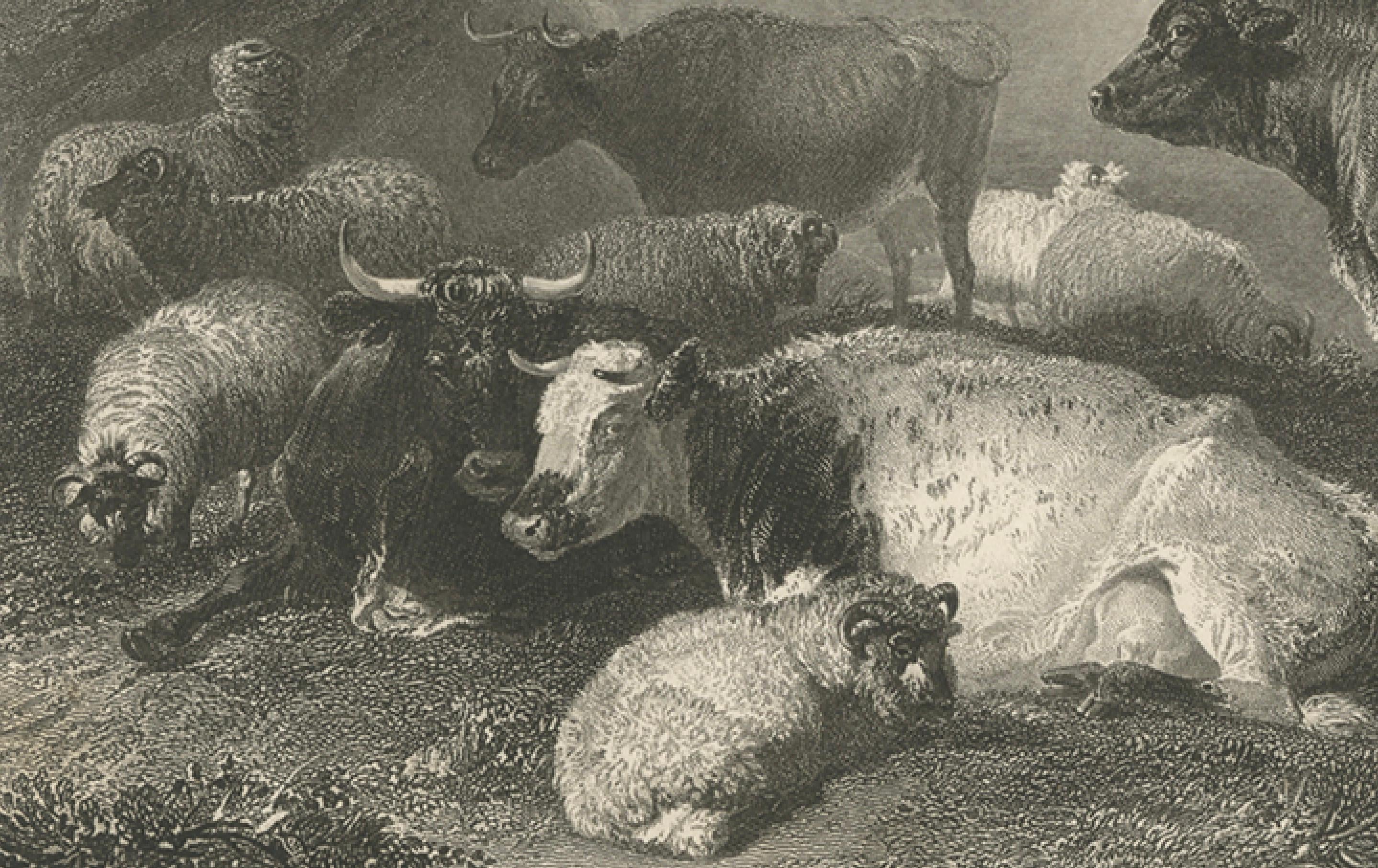 Anglais Bétail au petit matin - Gravure ancienne de 1849 par J. Cousen d'après T.S. Coopérateur en vente