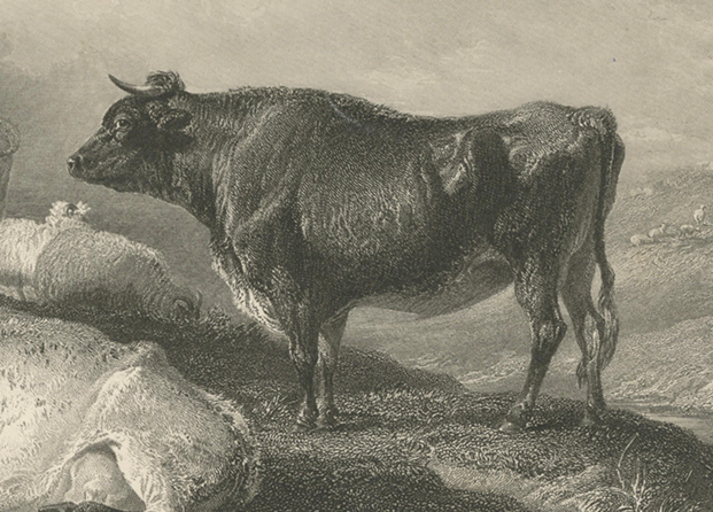 Gravé Bétail au petit matin - Gravure ancienne de 1849 par J. Cousen d'après T.S. Coopérateur en vente
