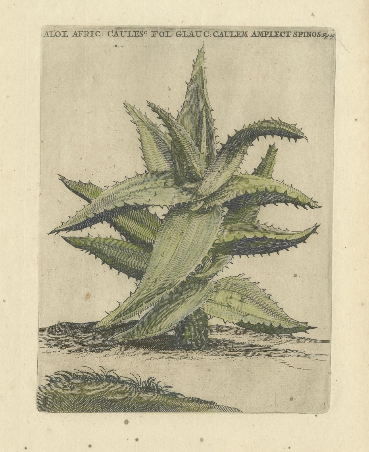Cette gravure est une illustration botanique probablement tirée du 