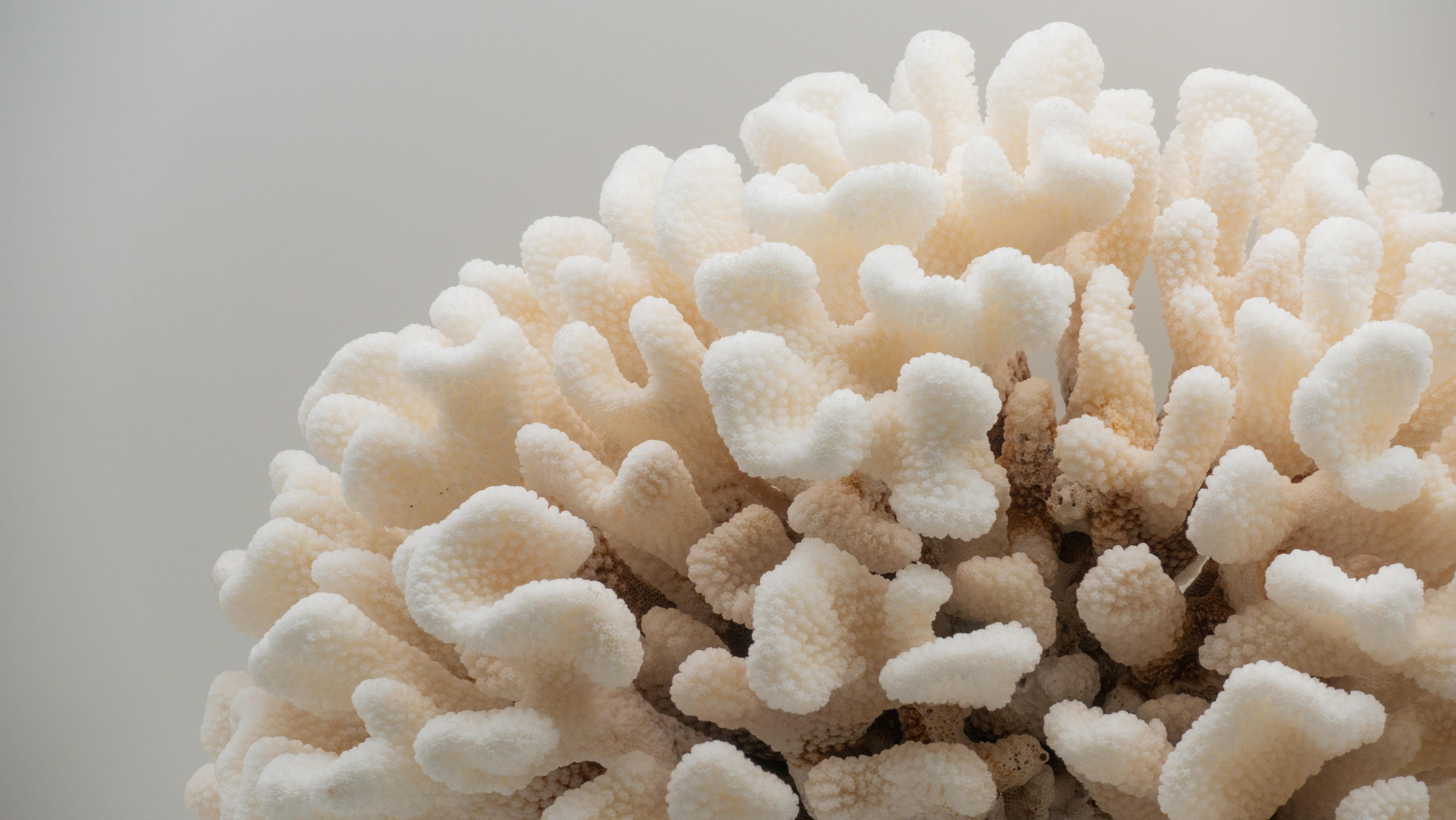 Cauliflower coral mounted on a turned wood base. Measures: 17