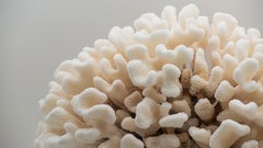 Cauliflower Coral Mounted