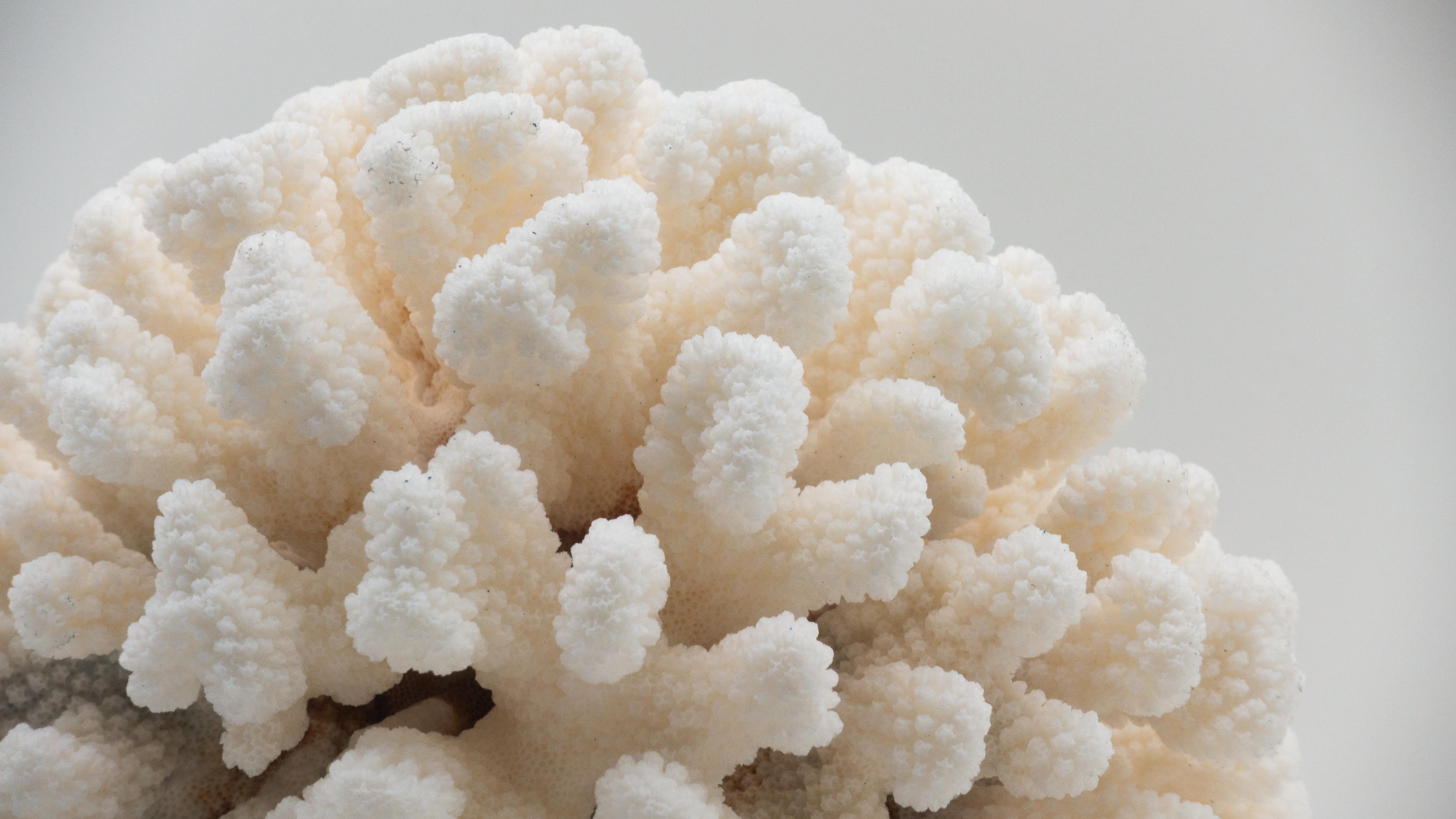Cauliflower coral mounted on a turned wood base. 9