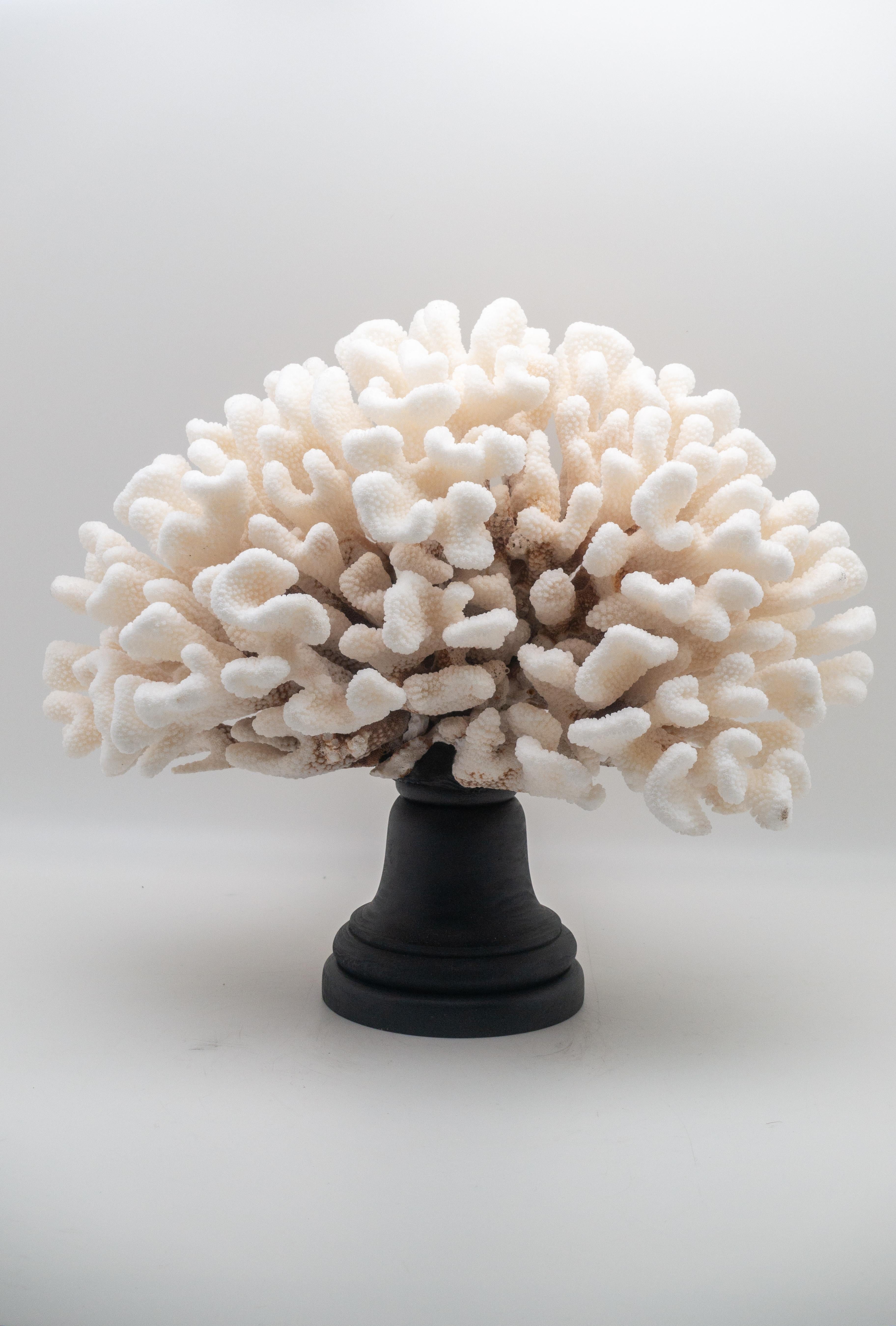 Organic Modern Cauliflower Coral Mounted