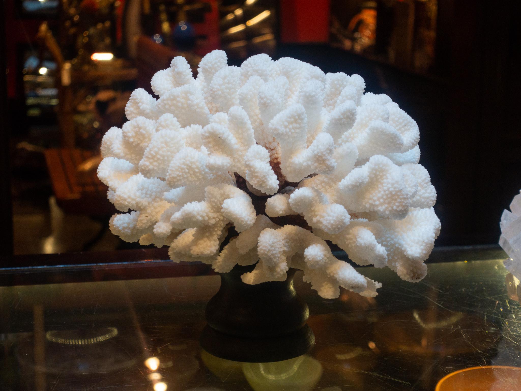 Organic Modern Cauliflower Coral Mounted