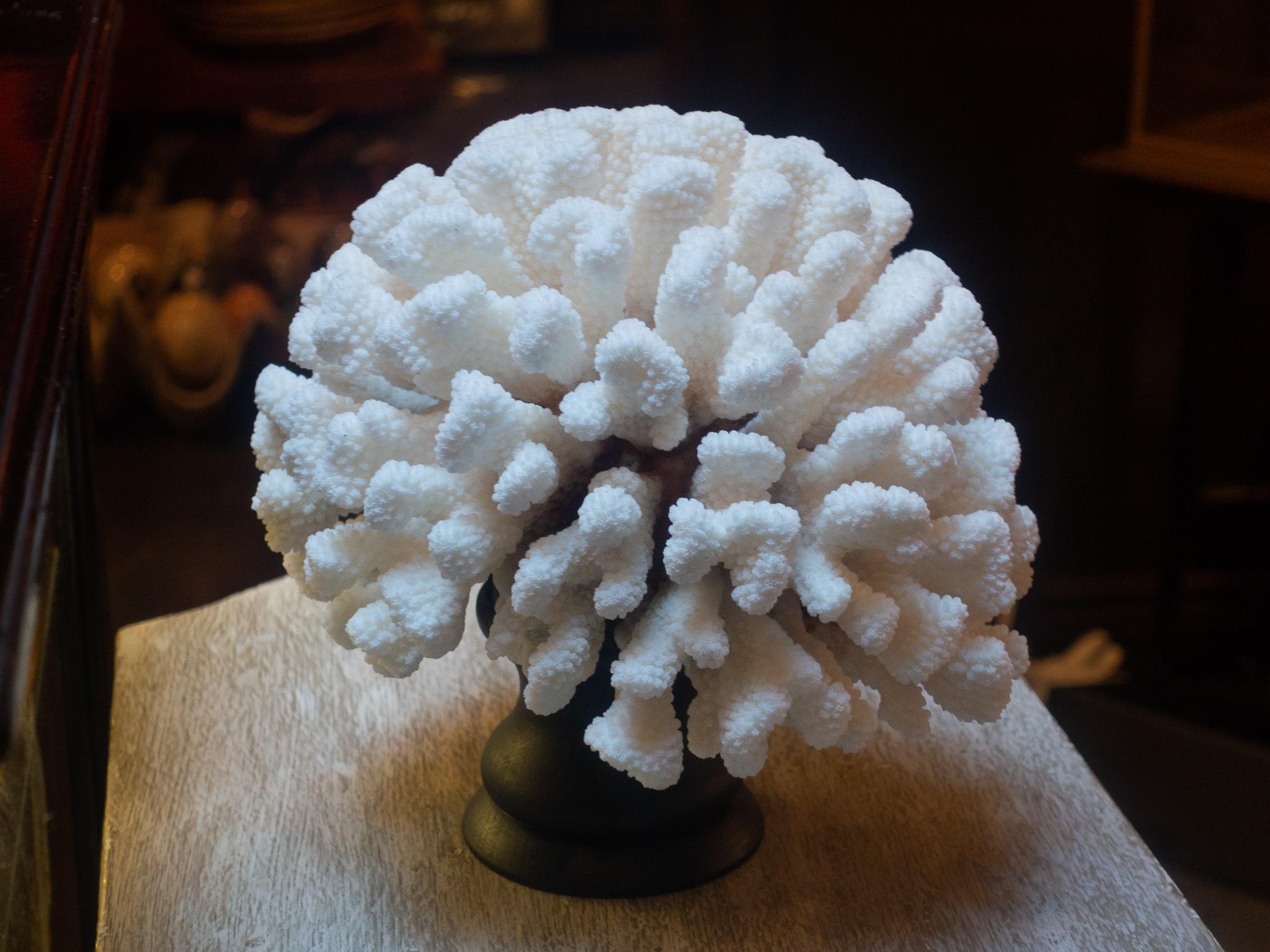 Organic Modern Cauliflower Coral Mounted