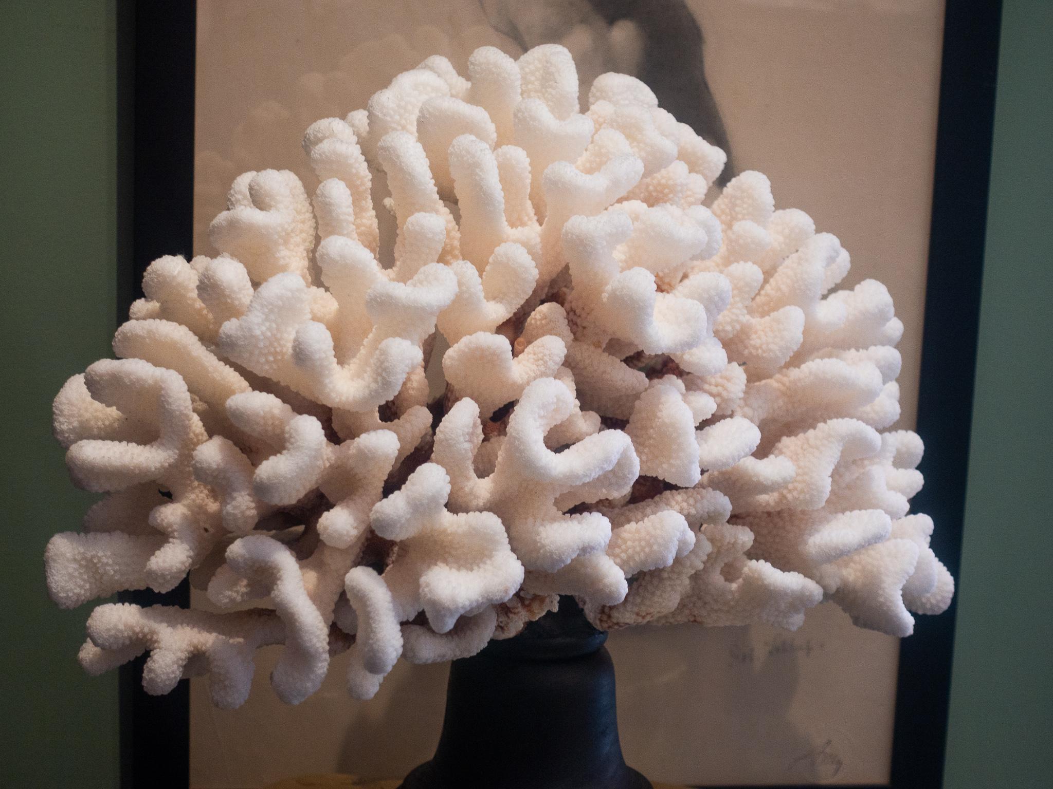 Solomon Islands Cauliflower Coral Mounted