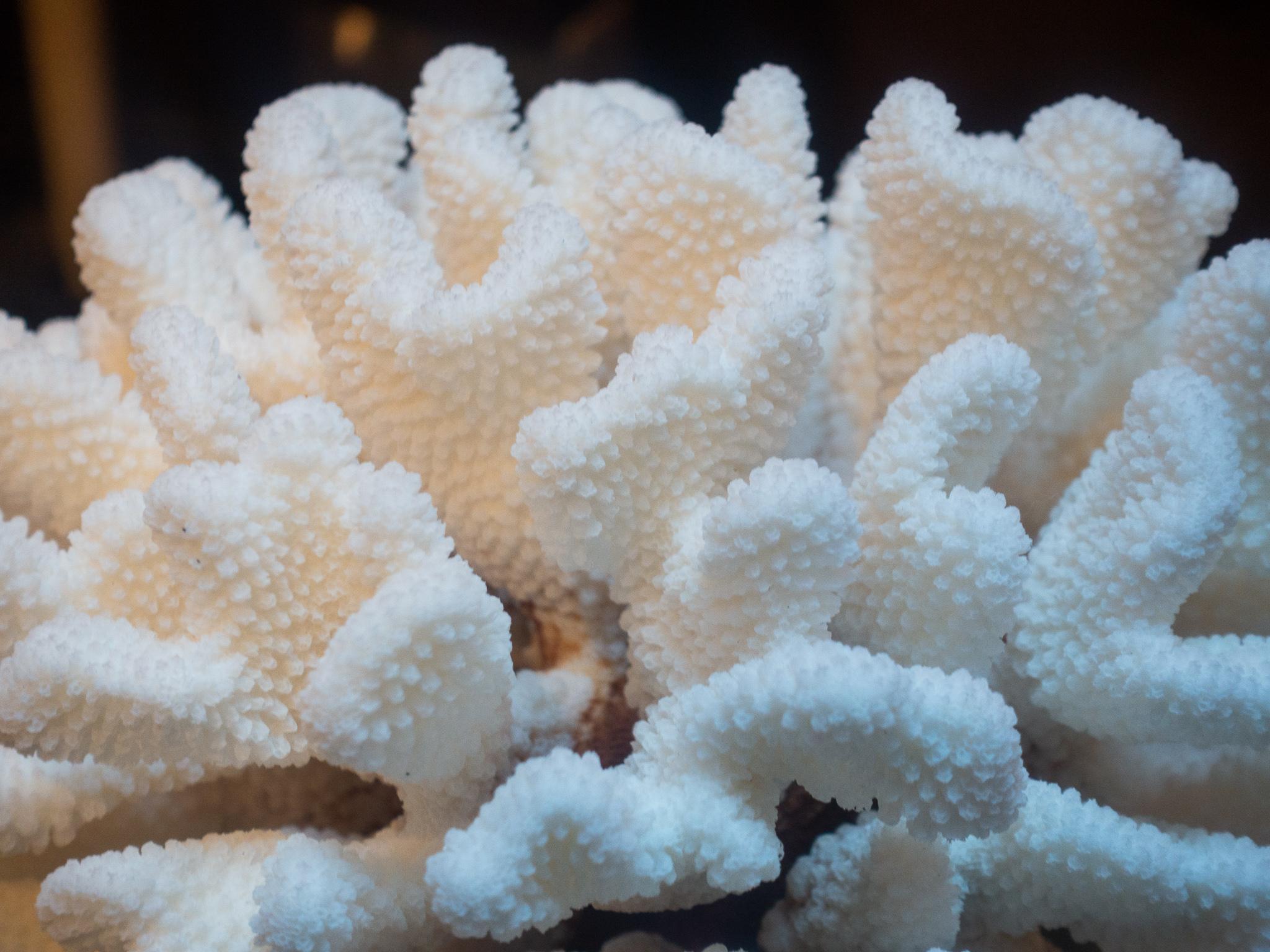 Solomon Islands Cauliflower Coral Mounted