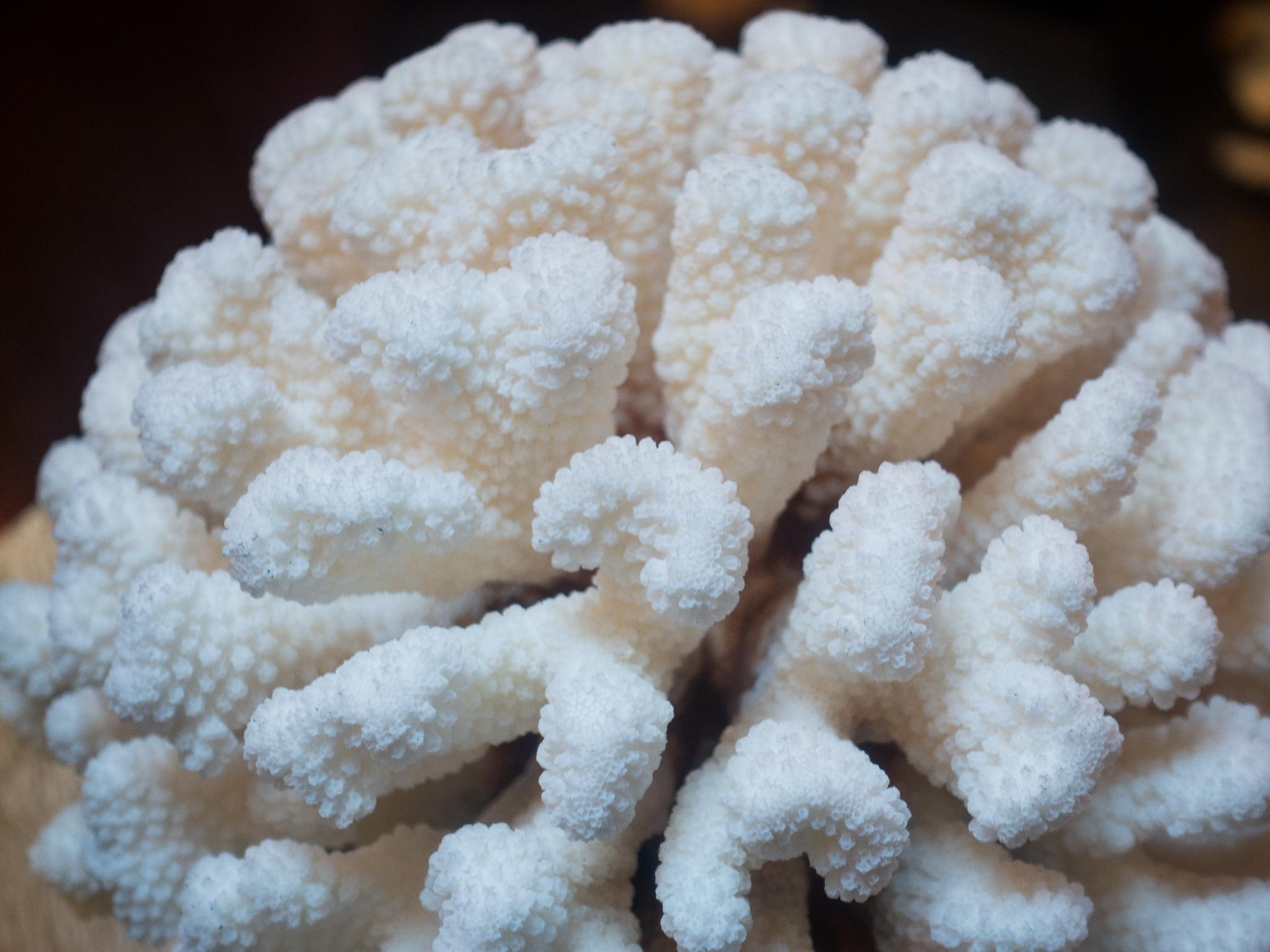 Solomon Islands Cauliflower Coral Mounted