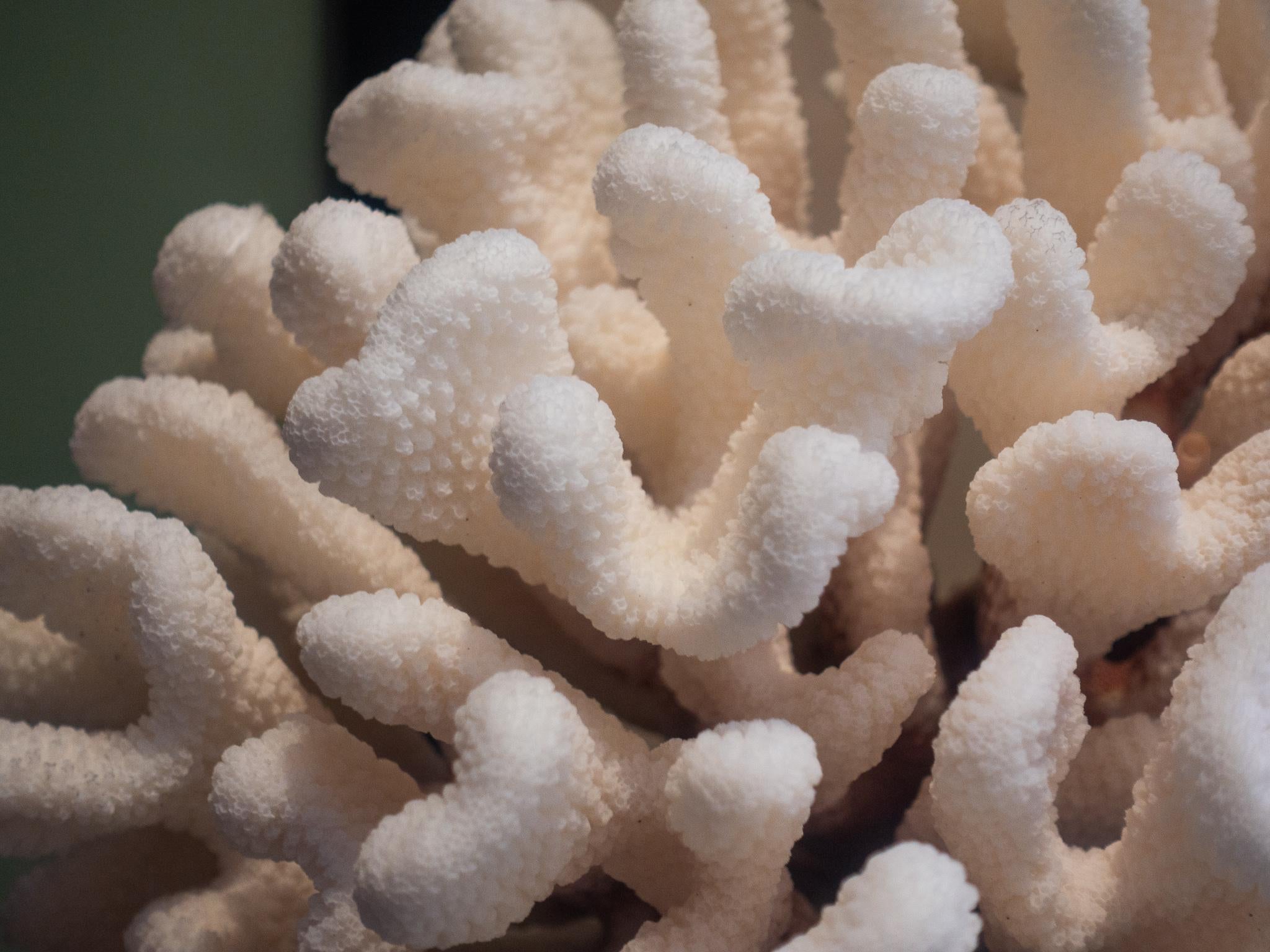 Cauliflower Coral Mounted In Excellent Condition In New York, NY