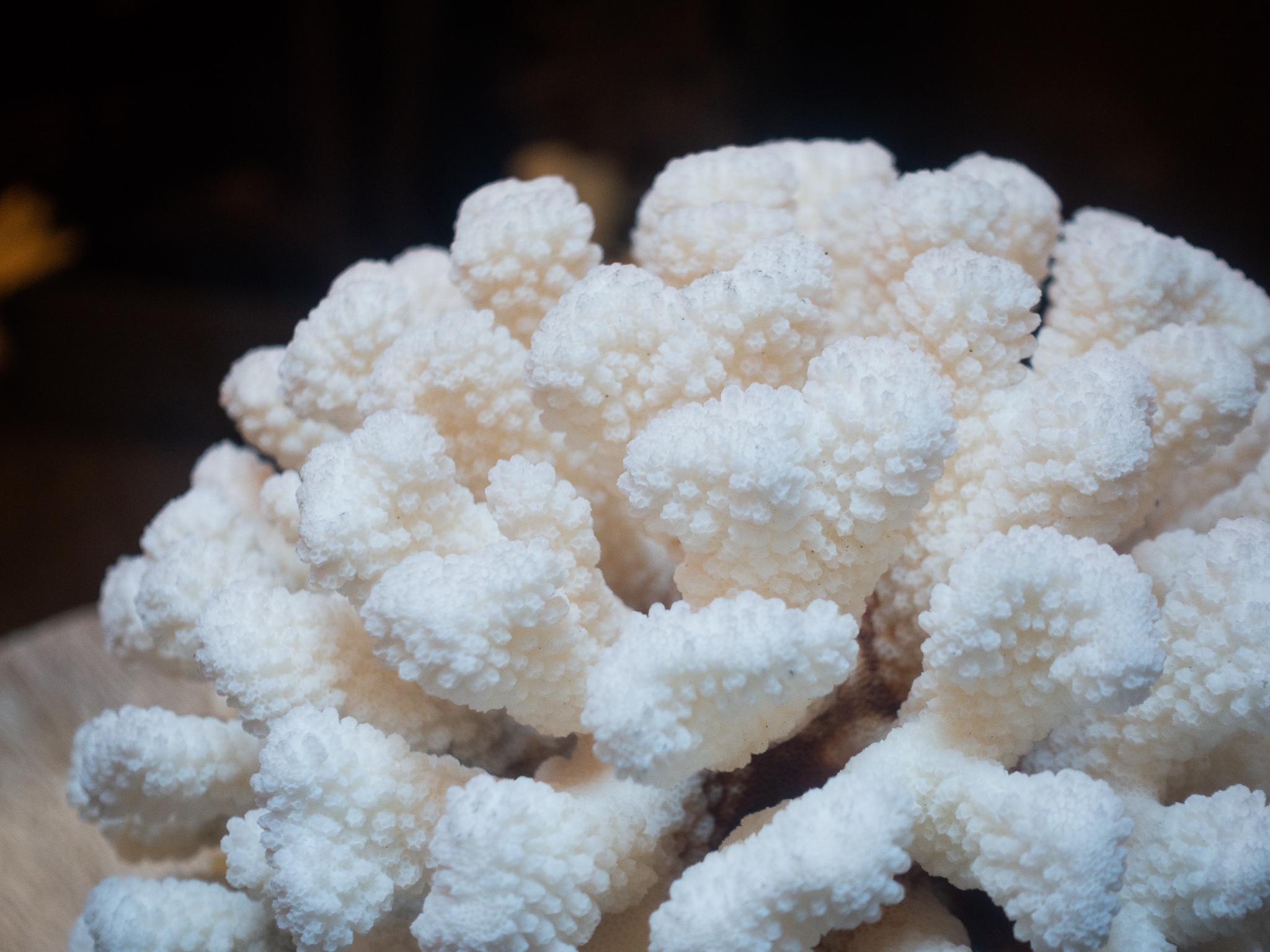 Cauliflower Coral Mounted In Excellent Condition In New York, NY