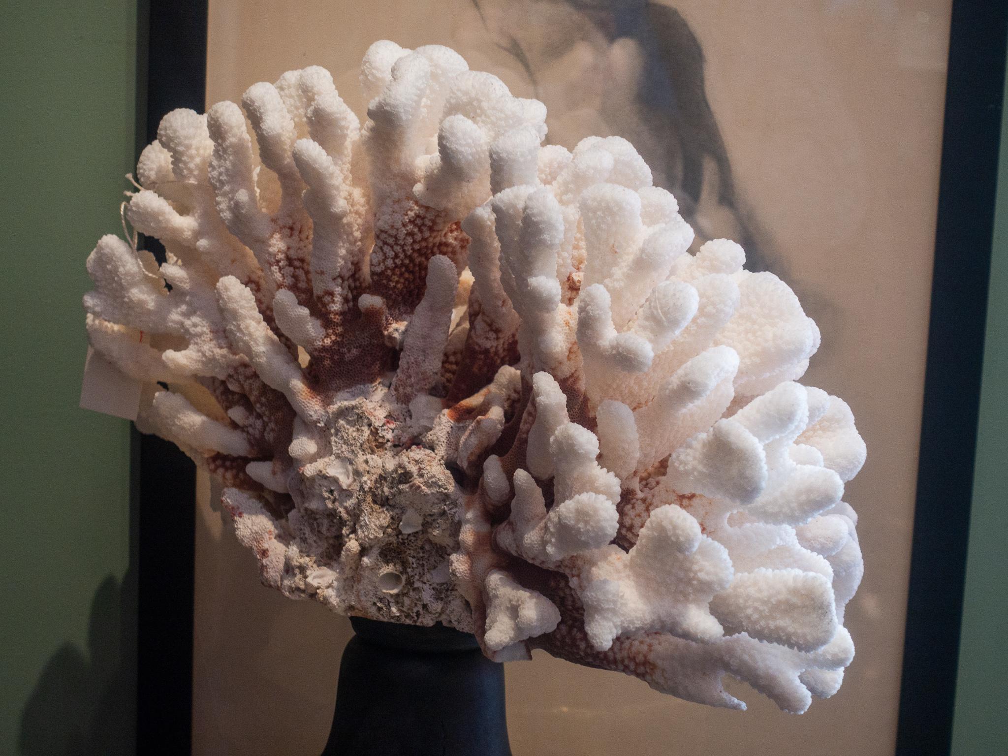 Contemporary Cauliflower Coral Mounted