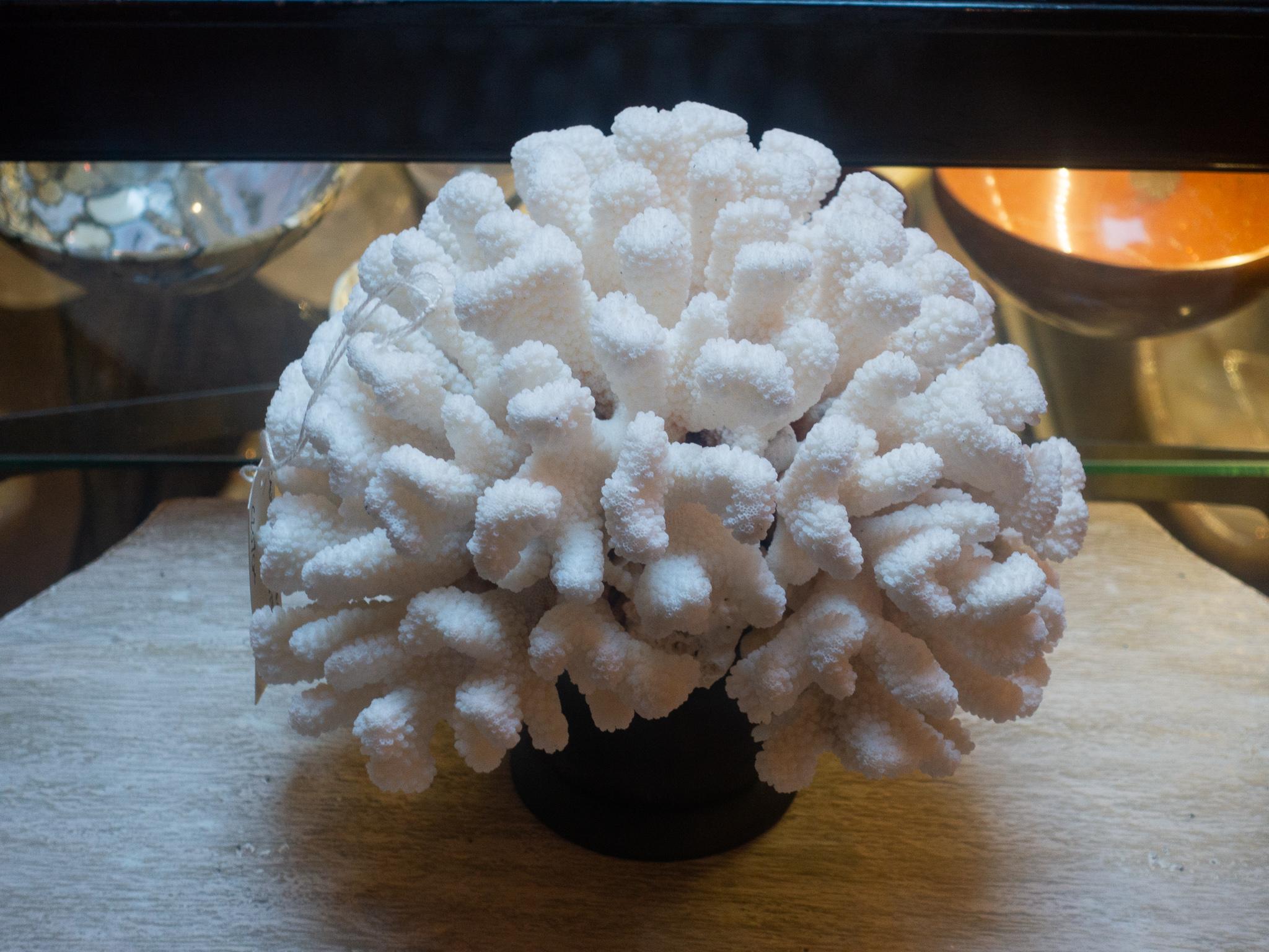 Contemporary Cauliflower Coral Mounted