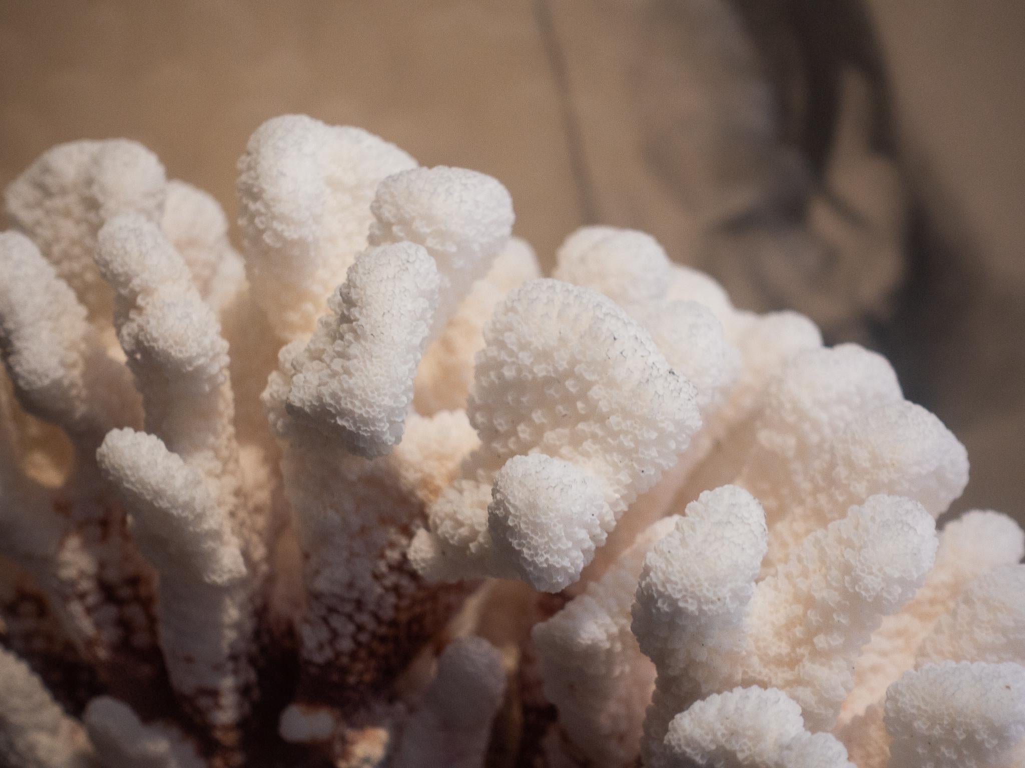 Cauliflower Coral Mounted 1