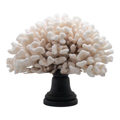 Cauliflower Coral Mounted Cauliflower Coral Mounted