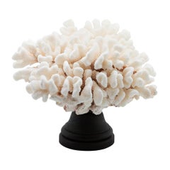 Cauliflower Coral Mounted Cauliflower Coral Mounted