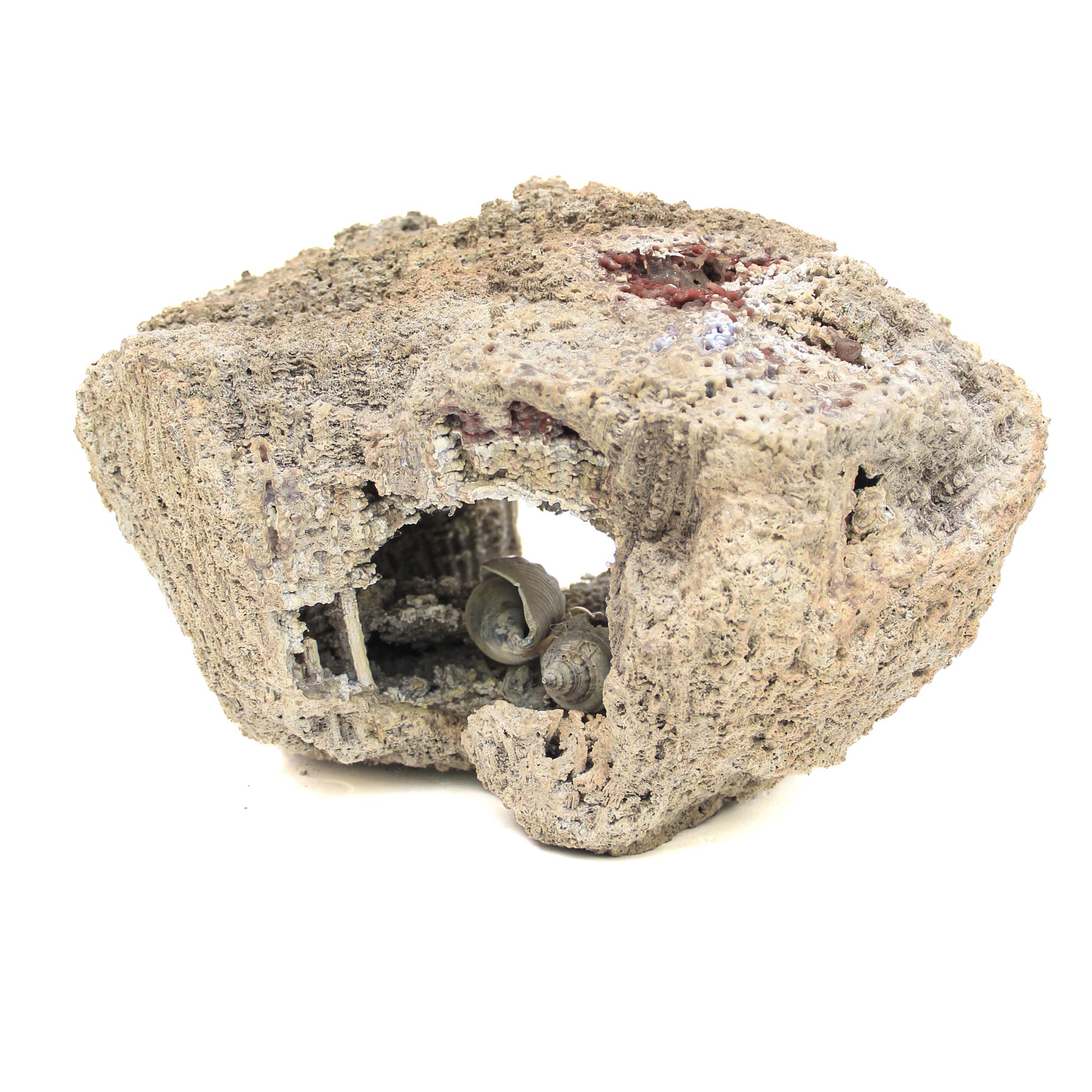 Agate fossile corail avec perles et coquillages baroques « Cauliflower » en vente 5