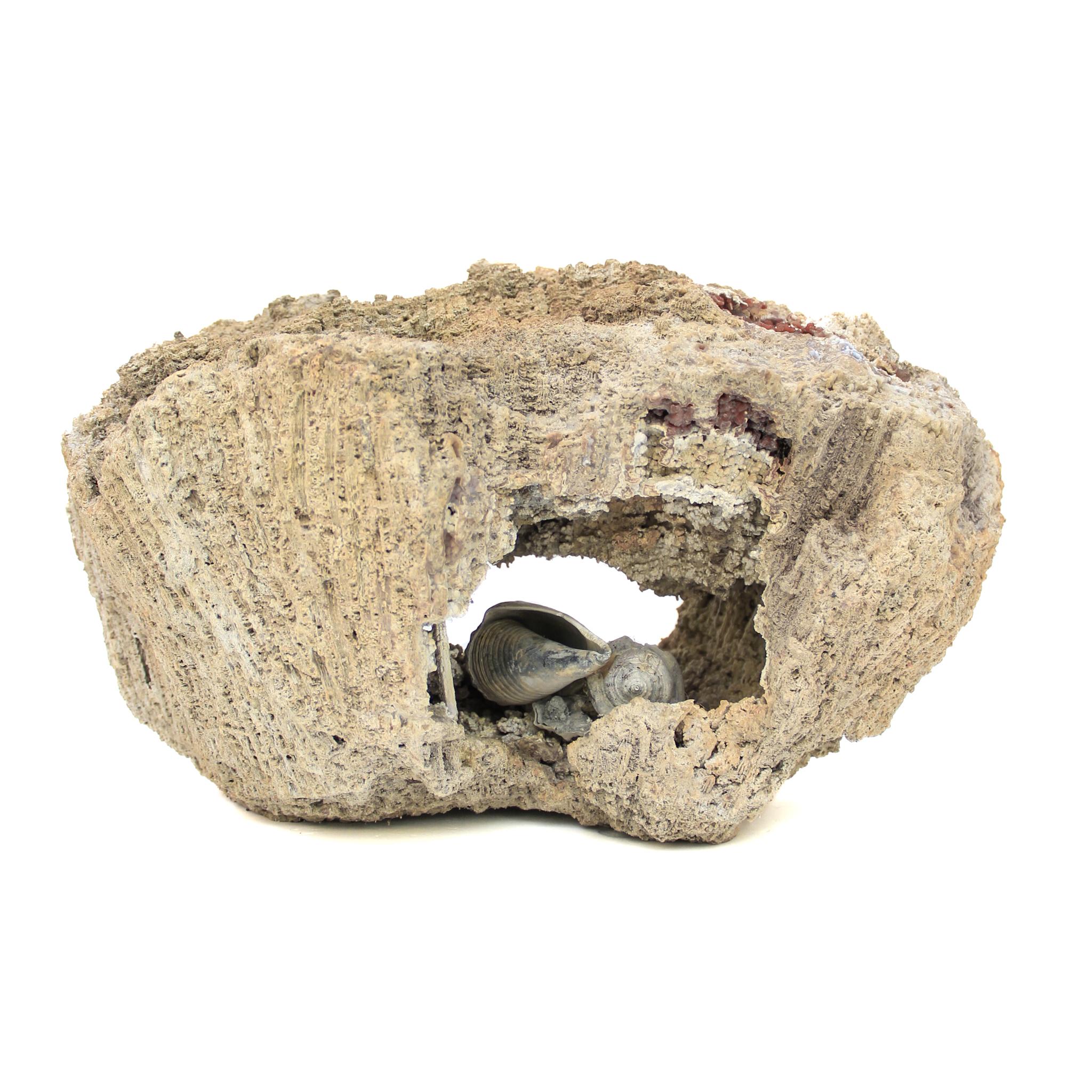 Agate fossile corail avec perles et coquillages baroques « Cauliflower » en vente 7