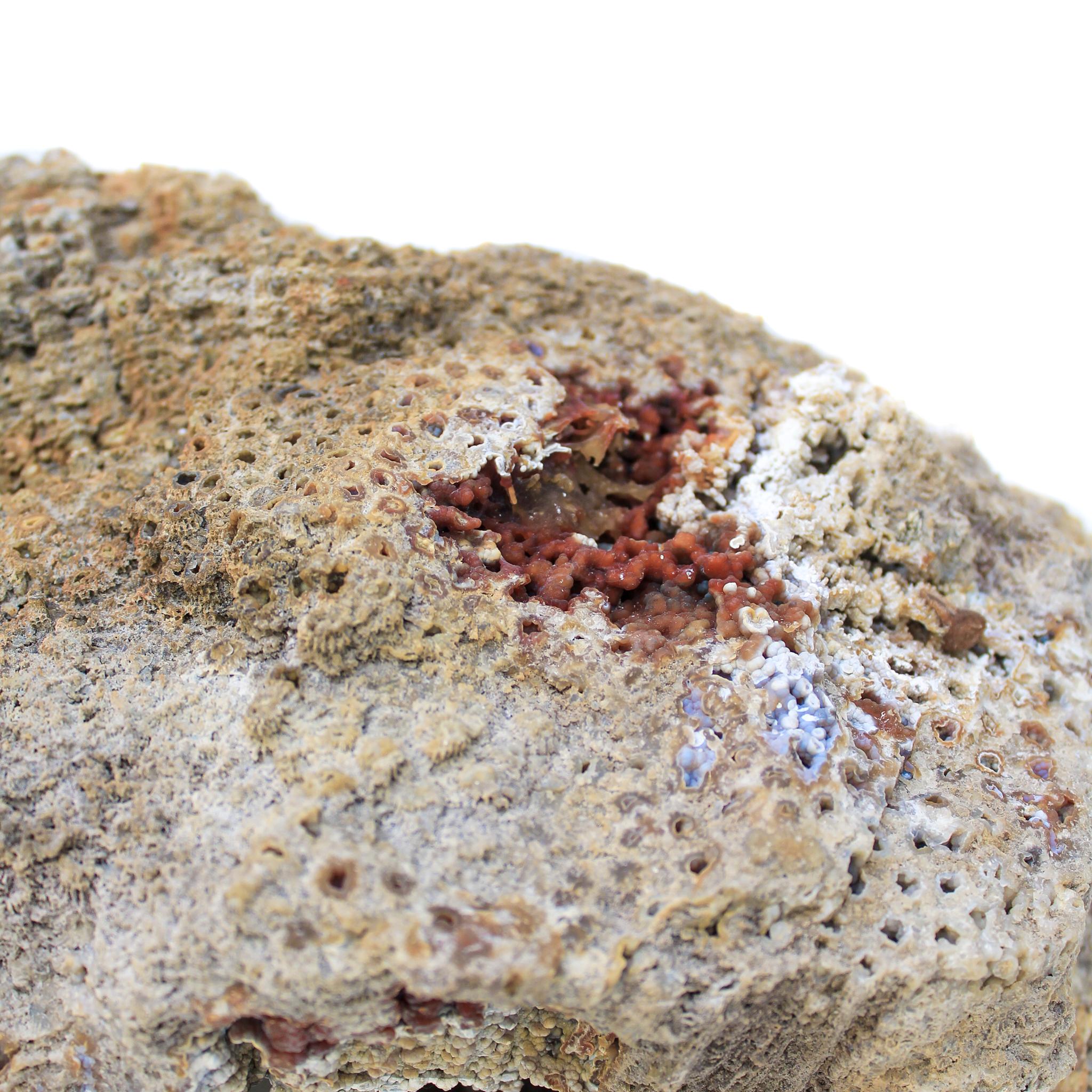 Agate fossile corail avec perles et coquillages baroques « Cauliflower » en vente 1