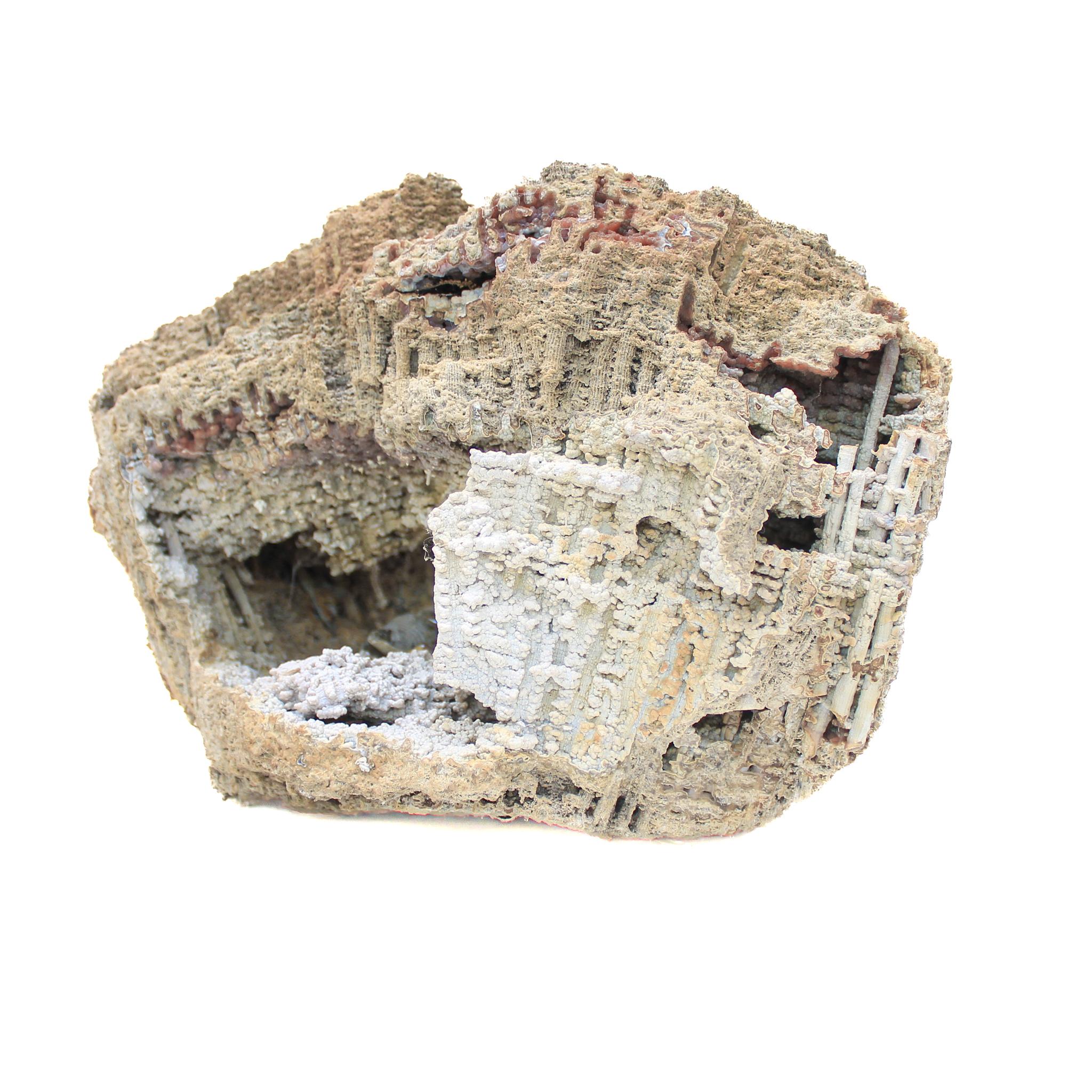 Agate fossile corail avec perles et coquillages baroques « Cauliflower » en vente 2