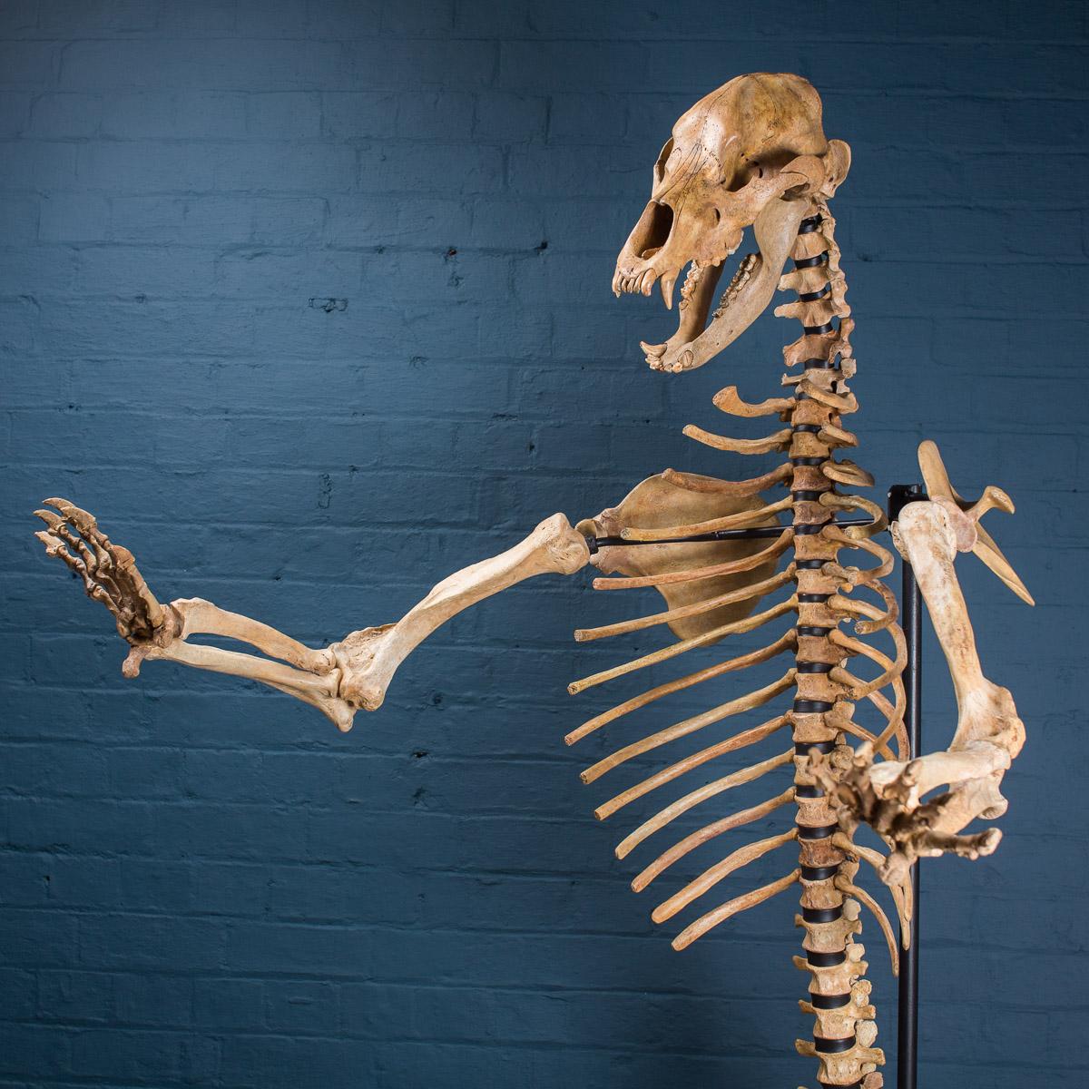 * * *Our company policy is not to ship any taxidermy items to the USA. We apologise from any inconvenience this may cause. * * *

A large cave bear skeleton (Ursus Spelaeus) from the Carpathian Mountains (Romania) dating back to the Upper