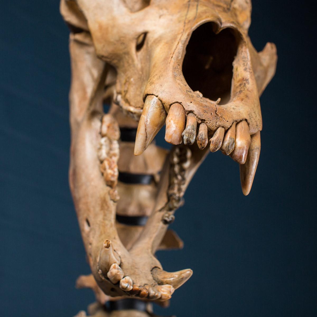 bear leg bones