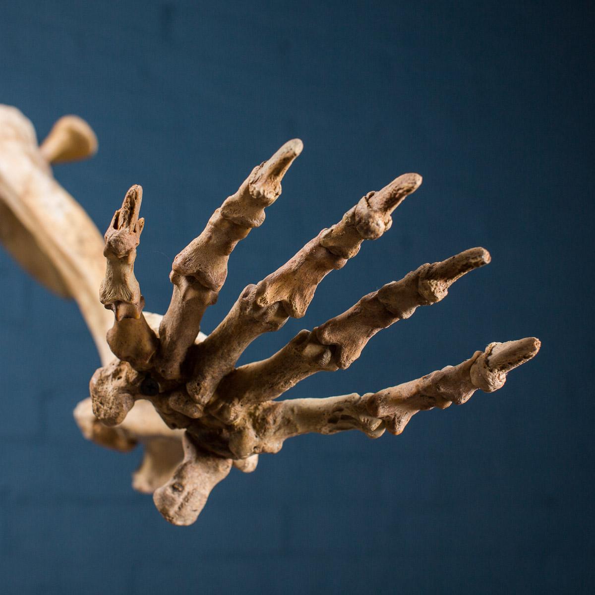 bear foot skeleton