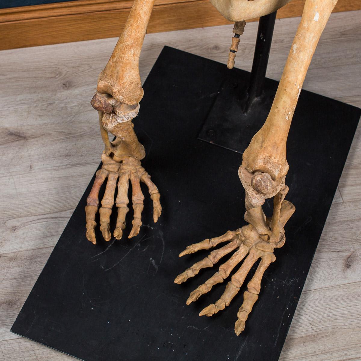 18th Century and Earlier Cave Bear Skeleton from The Pleistocene Era