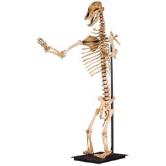 Antique Cave Bear Skeleton from The Pleistocene Era