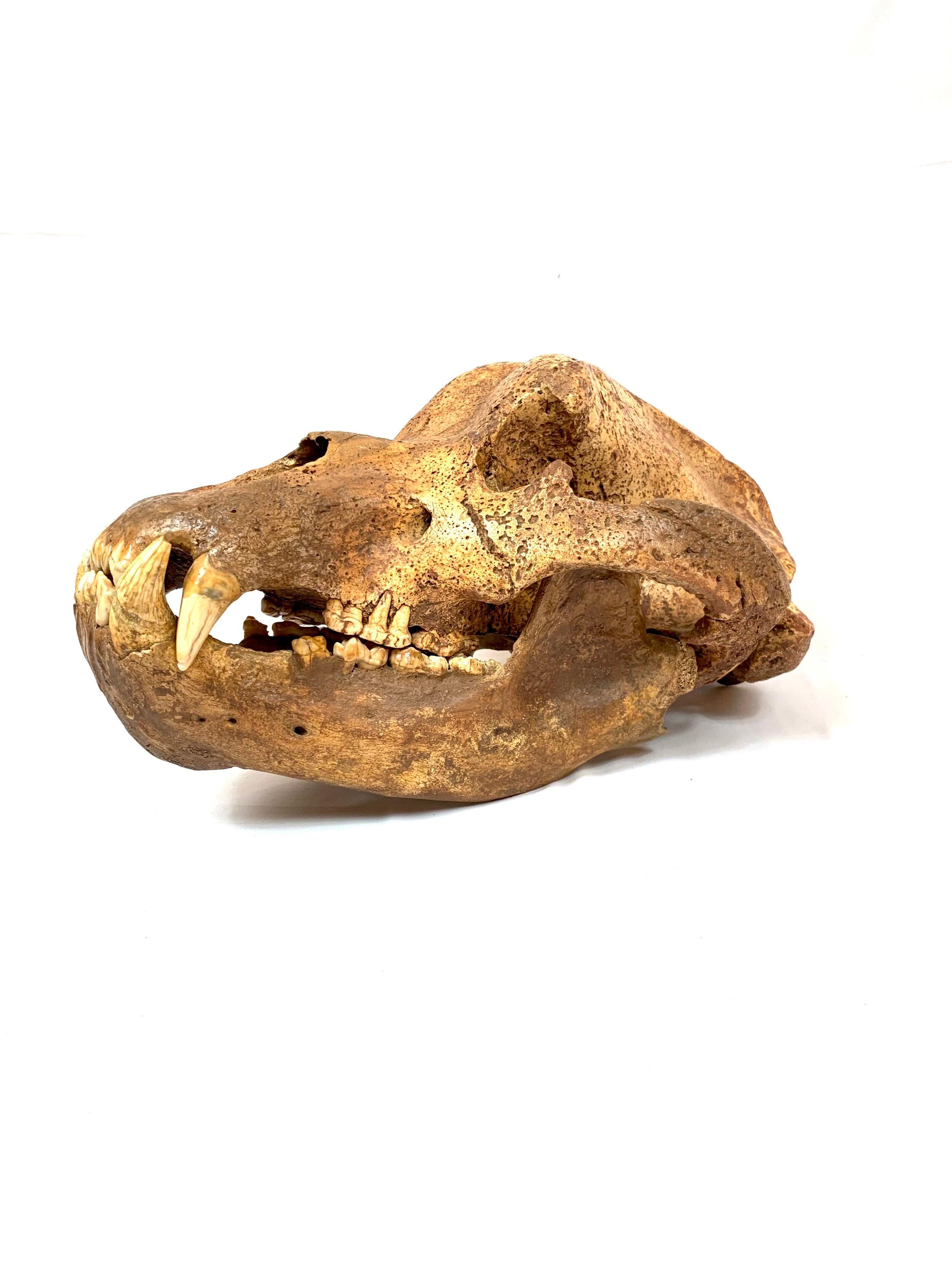 Skull of extinct cave bear from Mixnitz, Austria. Circa 70,000 Years Old

Natural History. From rare dinosaur skulls and Stone Age tools to the world’s earliest animals that date back millions of years, the Extraordinary Objects collection of