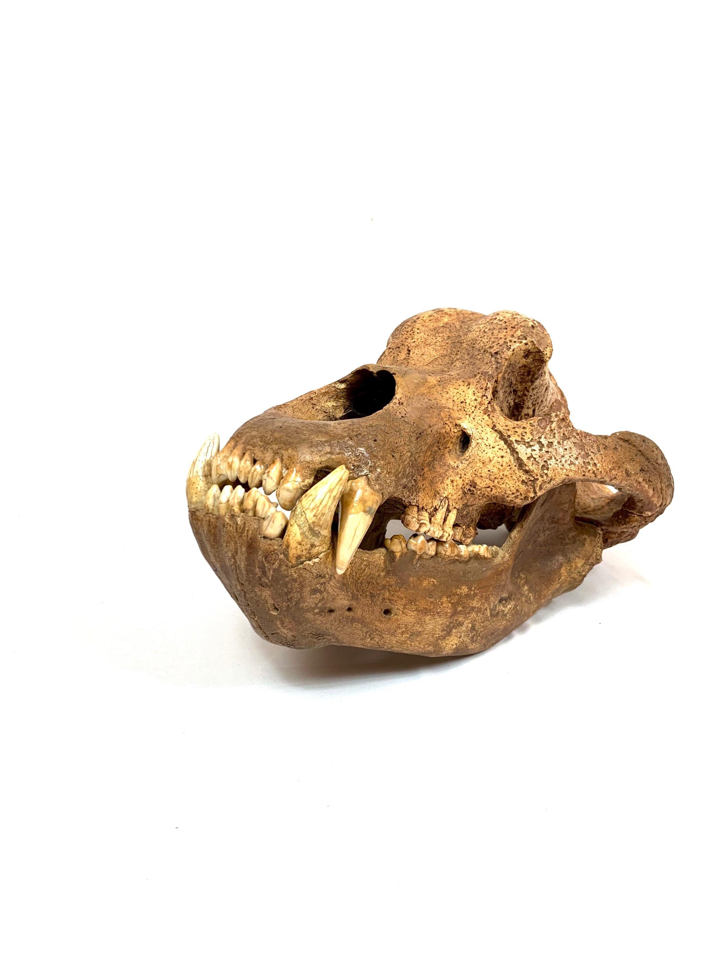 Austrian Cave Bear Skull