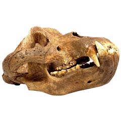 Cave Bear Skull