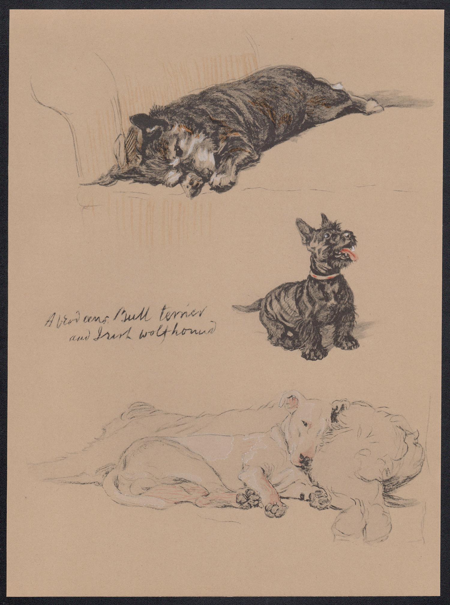 Aberdeens, Bull Terrier and Irish Wolfhound, Cecil Aldin 1930s  dog lithograph 1
