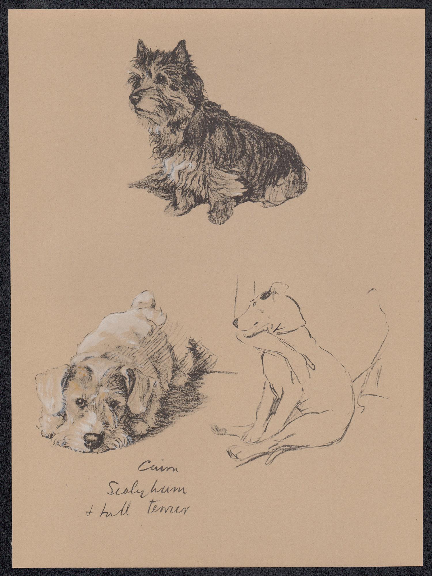 Cairn, Sealyham and Bull Terrier, Cecil Aldin 1930s dog lithograph 1