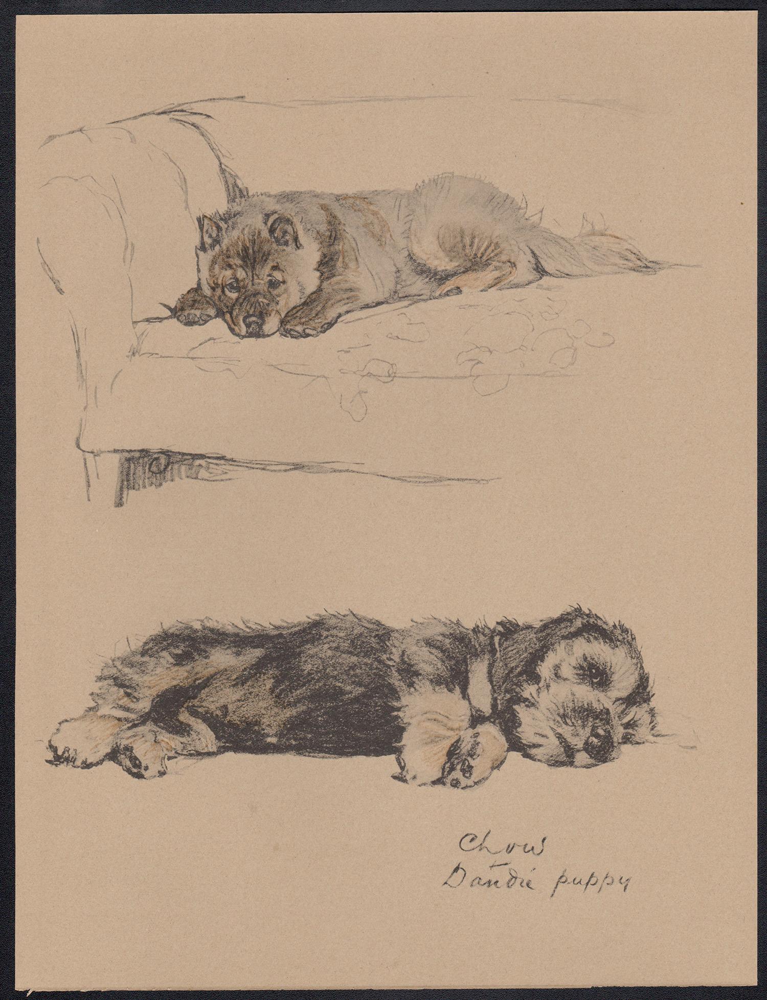 Chow and Dandie Dinmont Puppy, Cecil Aldin 1930s puppy dog lithograph For Sale 1