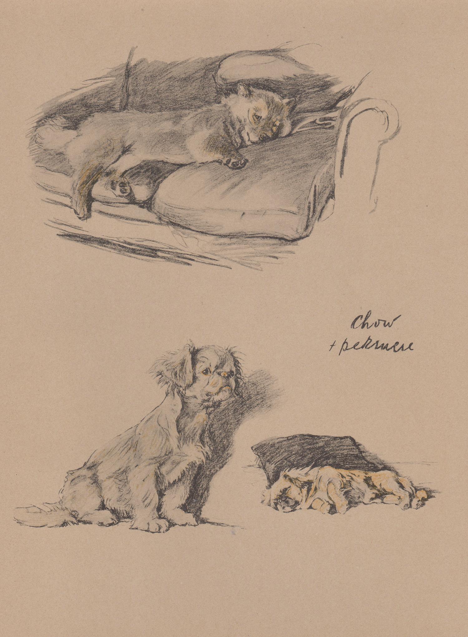 Chow e pechinese (Pekingnese), litografia di Cecil Aldin 1930 per cuccioli di cane